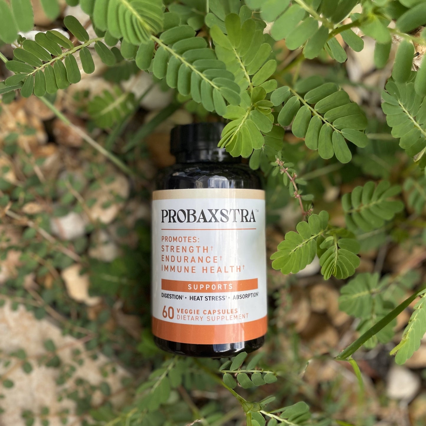 Probaxstra 3 pack
